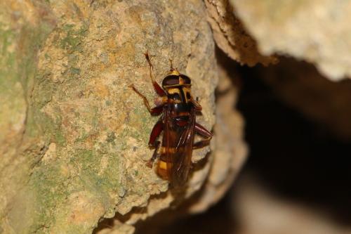 Réf. 314 923 : Milesia crabroniformis